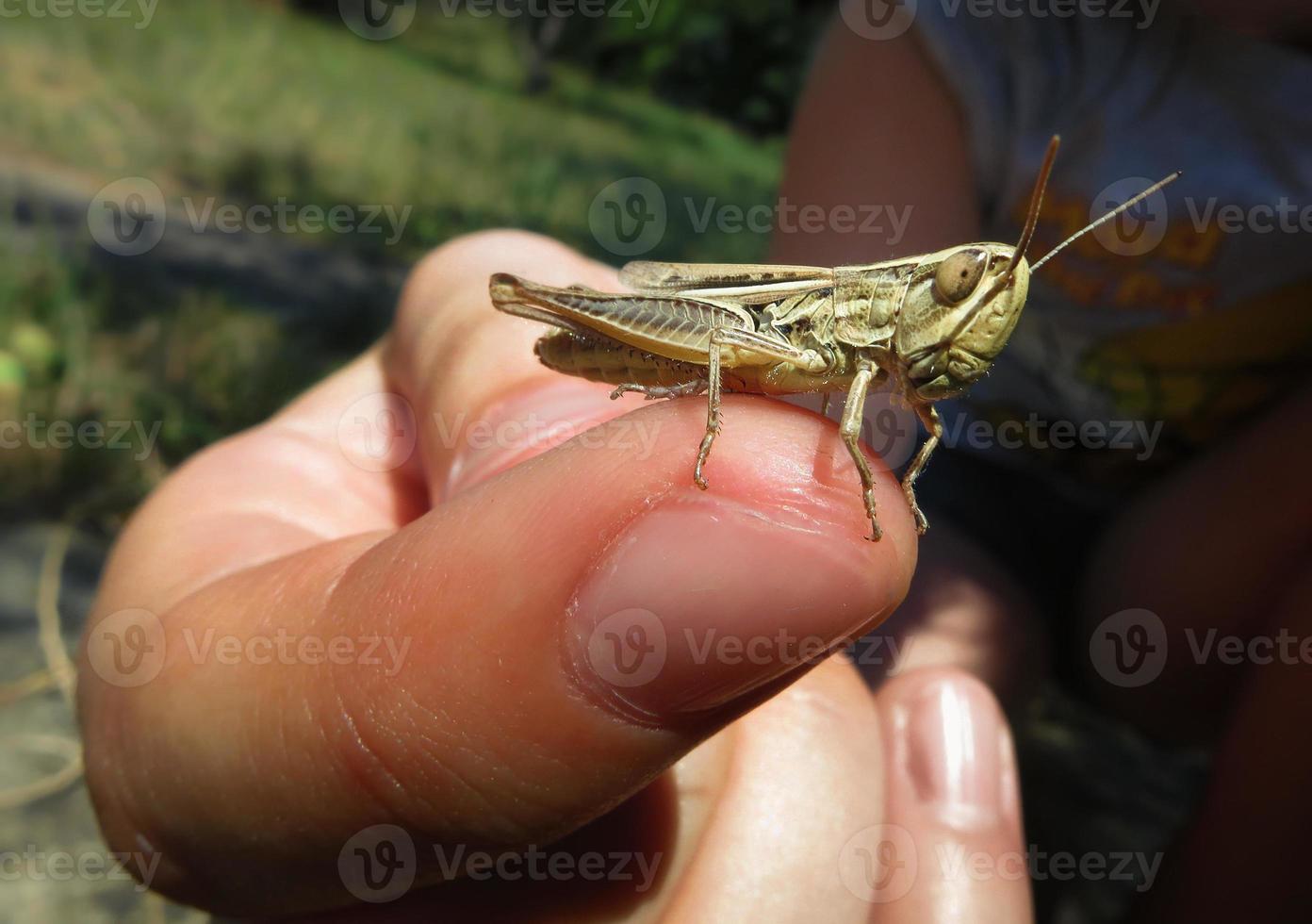 Grasshopper standing on a finger of a child photo