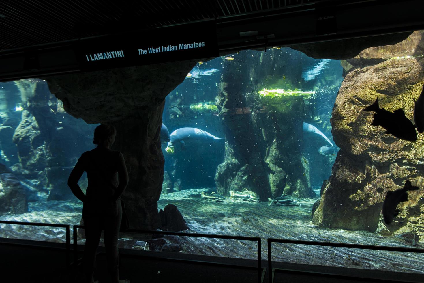 GENOA, ITALY, JUNE 2, 2015 - Unidentified people at Genoa aquarium. The Aquarium of Genoa is the largest aquarium in Italy and among the largest in Europe. photo