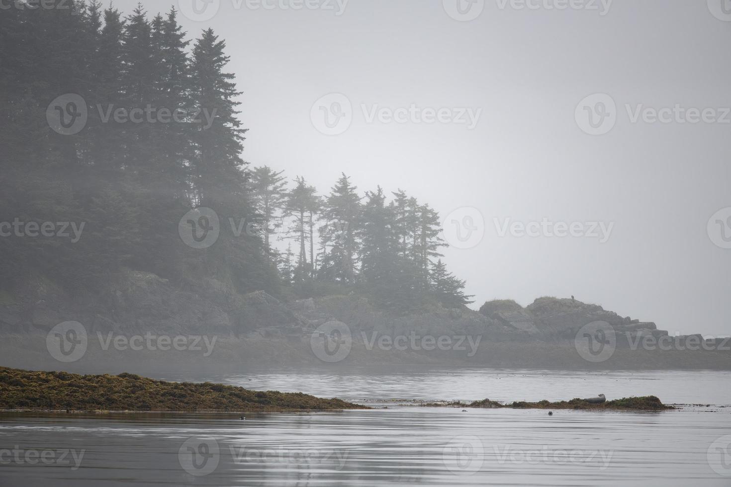 Foggy Islands and Harbor Seal, Frederick Sound, Alaska photo