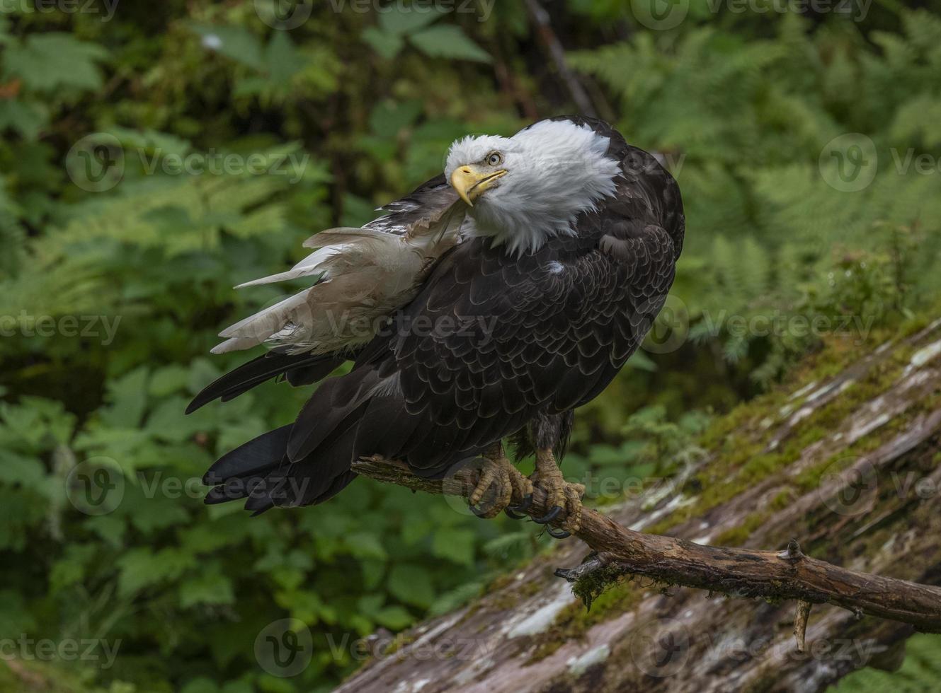 Bald Eagle at Anan Creek, Alaska photo