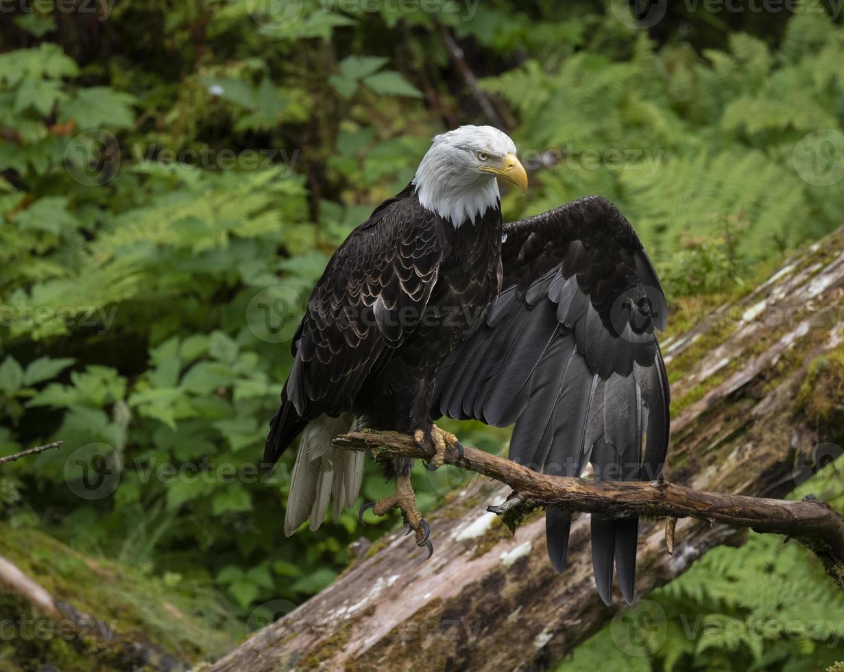 águila calva, en, anan, creek, alaska foto