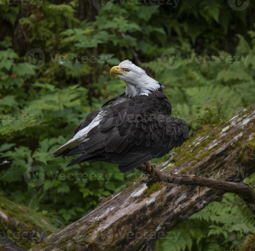 águila calva, en, anan, creek, alaska foto