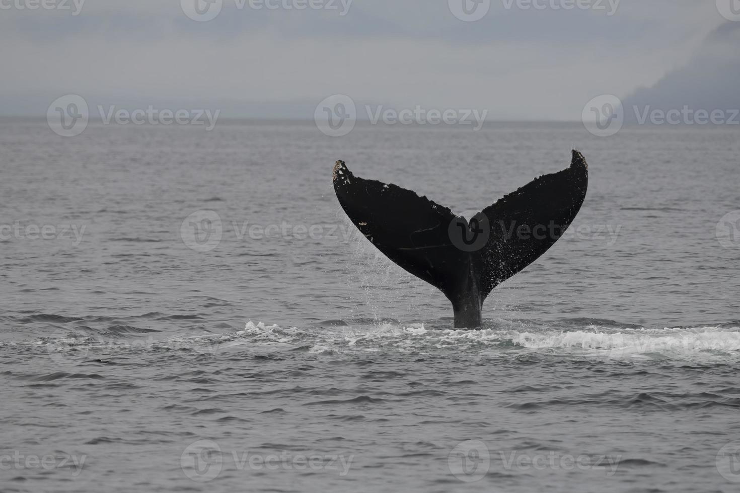 ballena jorobada lobtailing, alaska foto