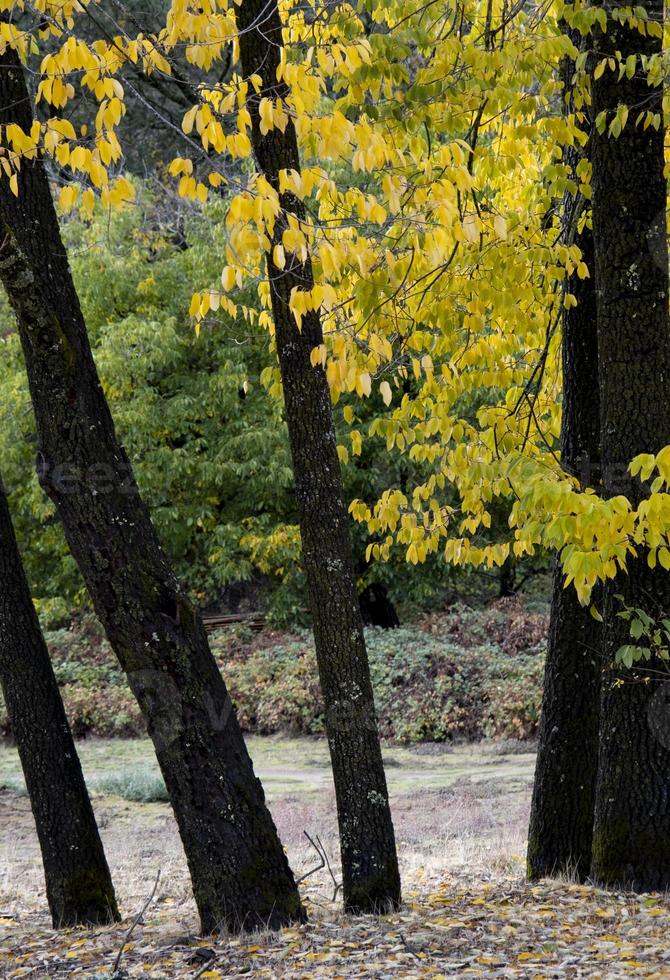 Primer plano de un árbol en otoño, Coloma foto