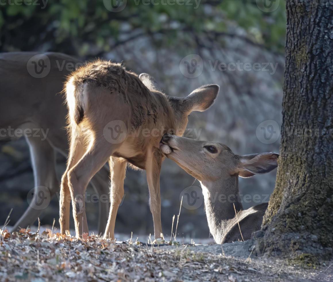Doe Licking Her Fawn photo