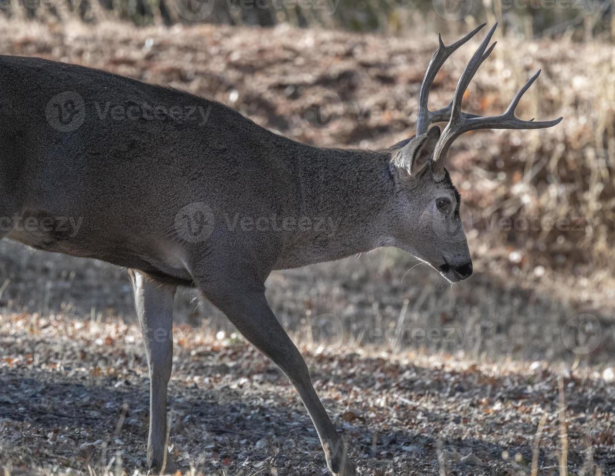 Buck Close Up photo