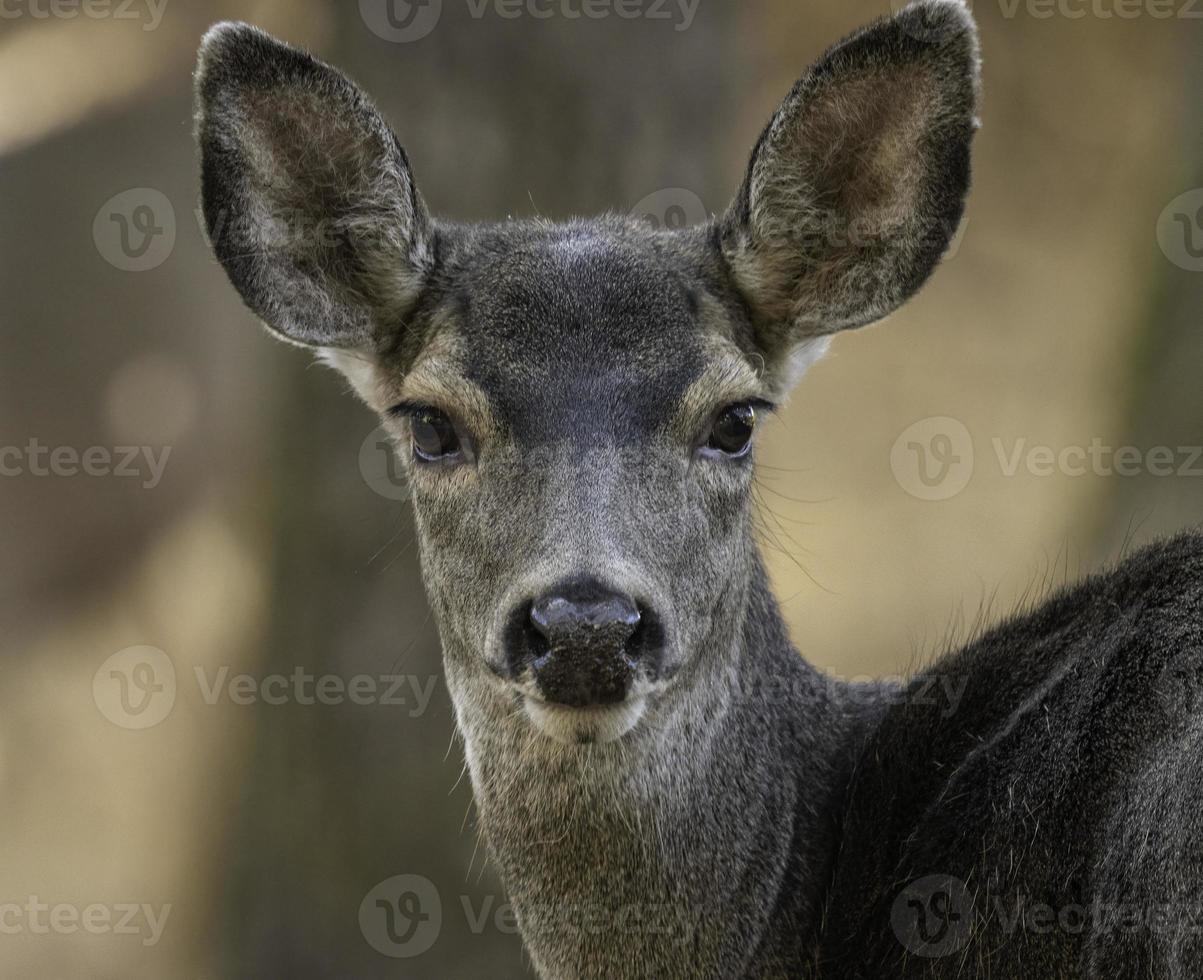 Primer plano de venado de cola negra foto