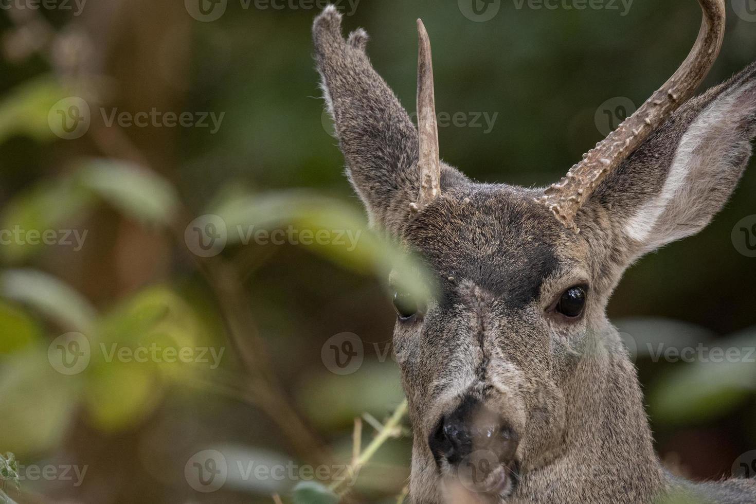 Buck Close Up photo