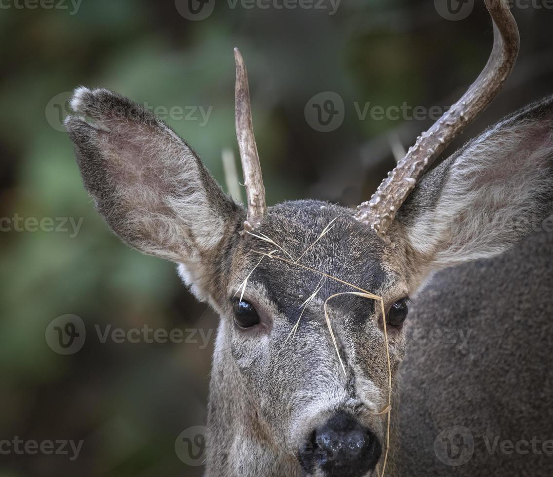 Buck Close Up photo
