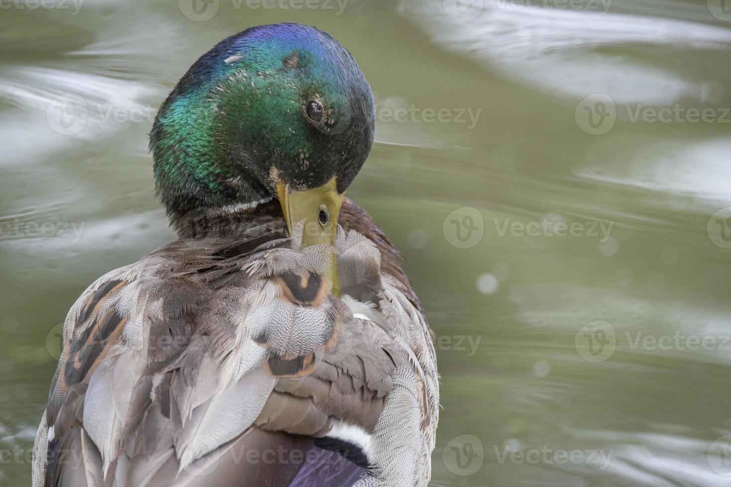 primer plano de pato real foto