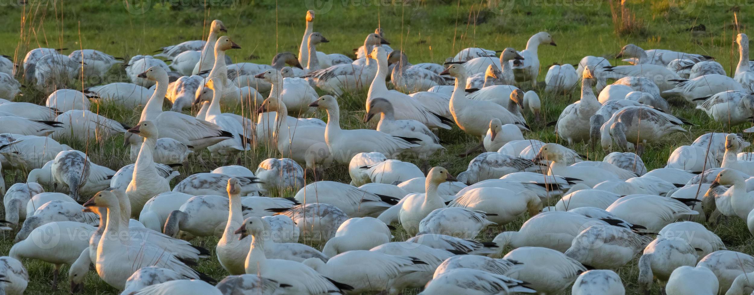 Flock of Snow Geese photo