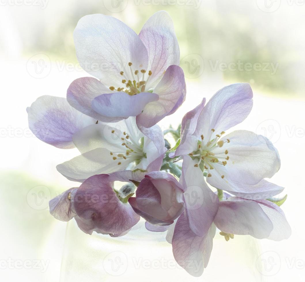 Apple Blossom Closeup photo