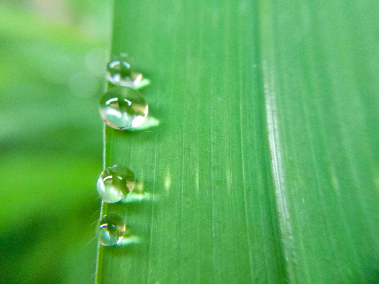 hermosas gotas grandes de rocío de la mañana fresca en macro jugosa hierba verde. Gotas de agua pura y transparente primavera verano en la naturaleza. una bella imagen artística de la belleza y la pureza del medio ambiente. foto