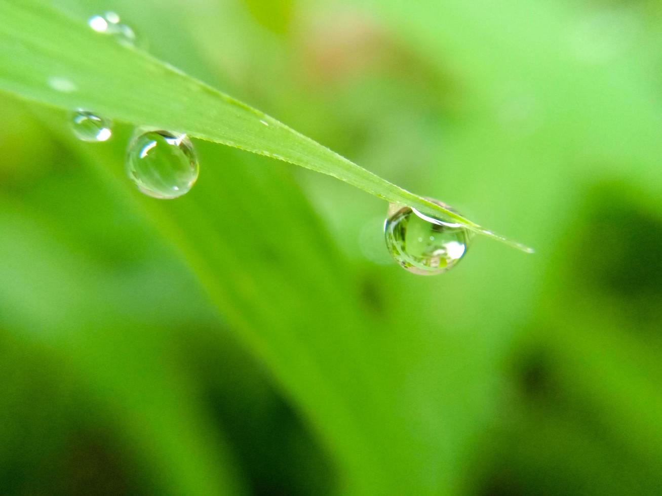hermosas gotas grandes de rocío de la mañana fresca en macro jugosa hierba verde. Gotas de agua pura y transparente primavera verano en la naturaleza. una bella imagen artística de la belleza y la pureza del medio ambiente. foto