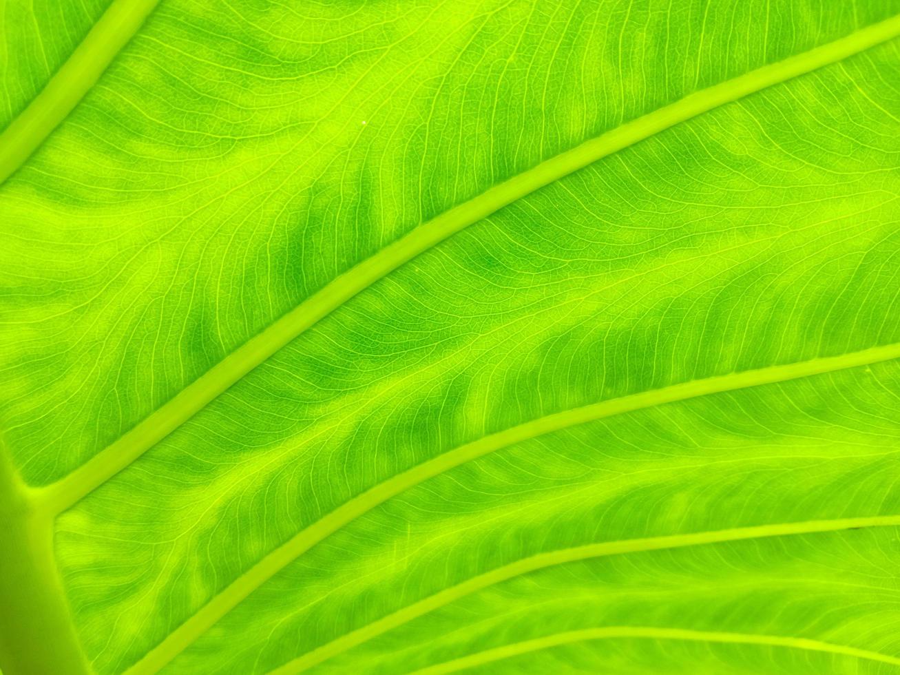 cerrar la textura de la hoja verde foto