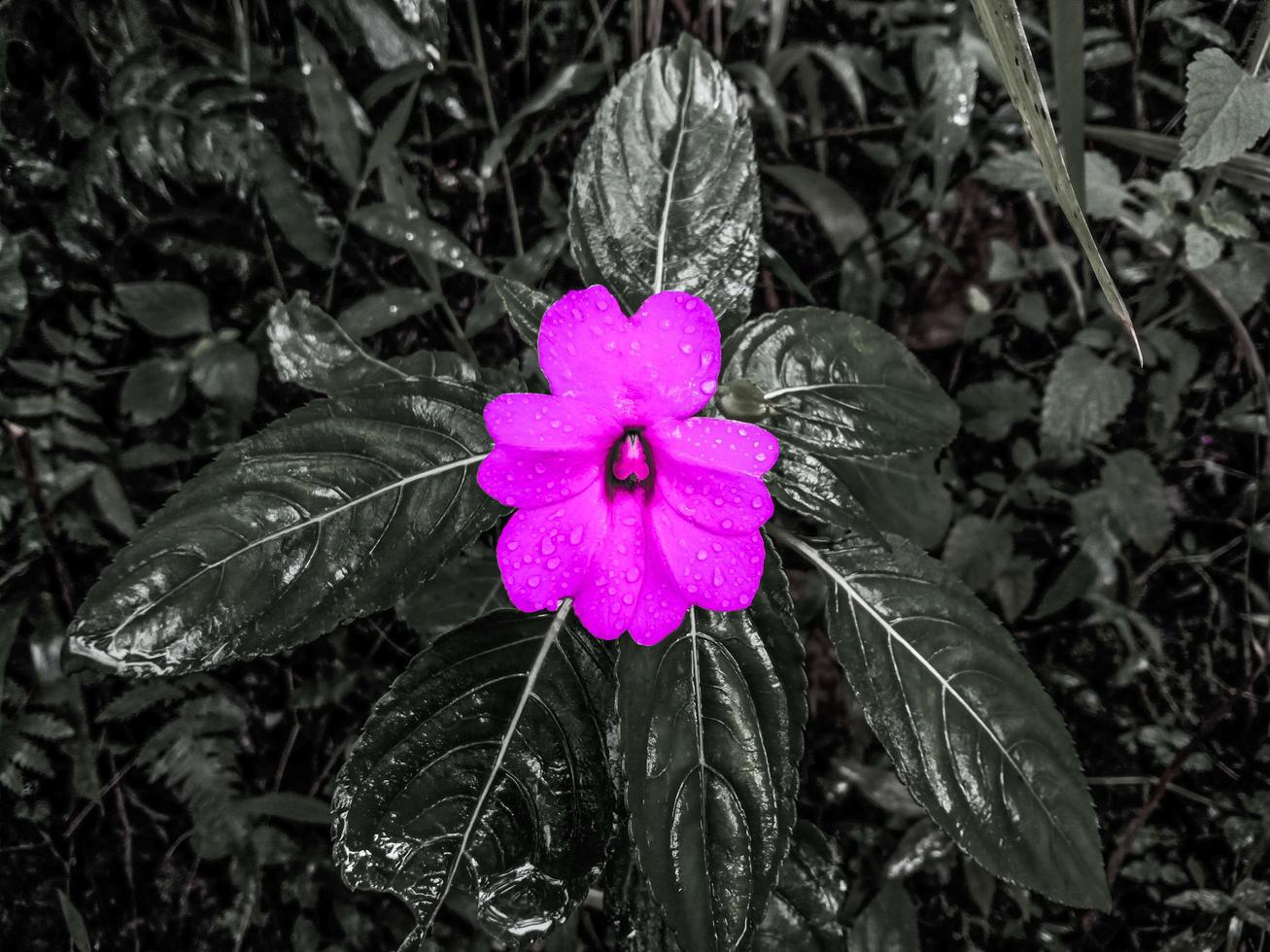 Purple flower on a gray background photo