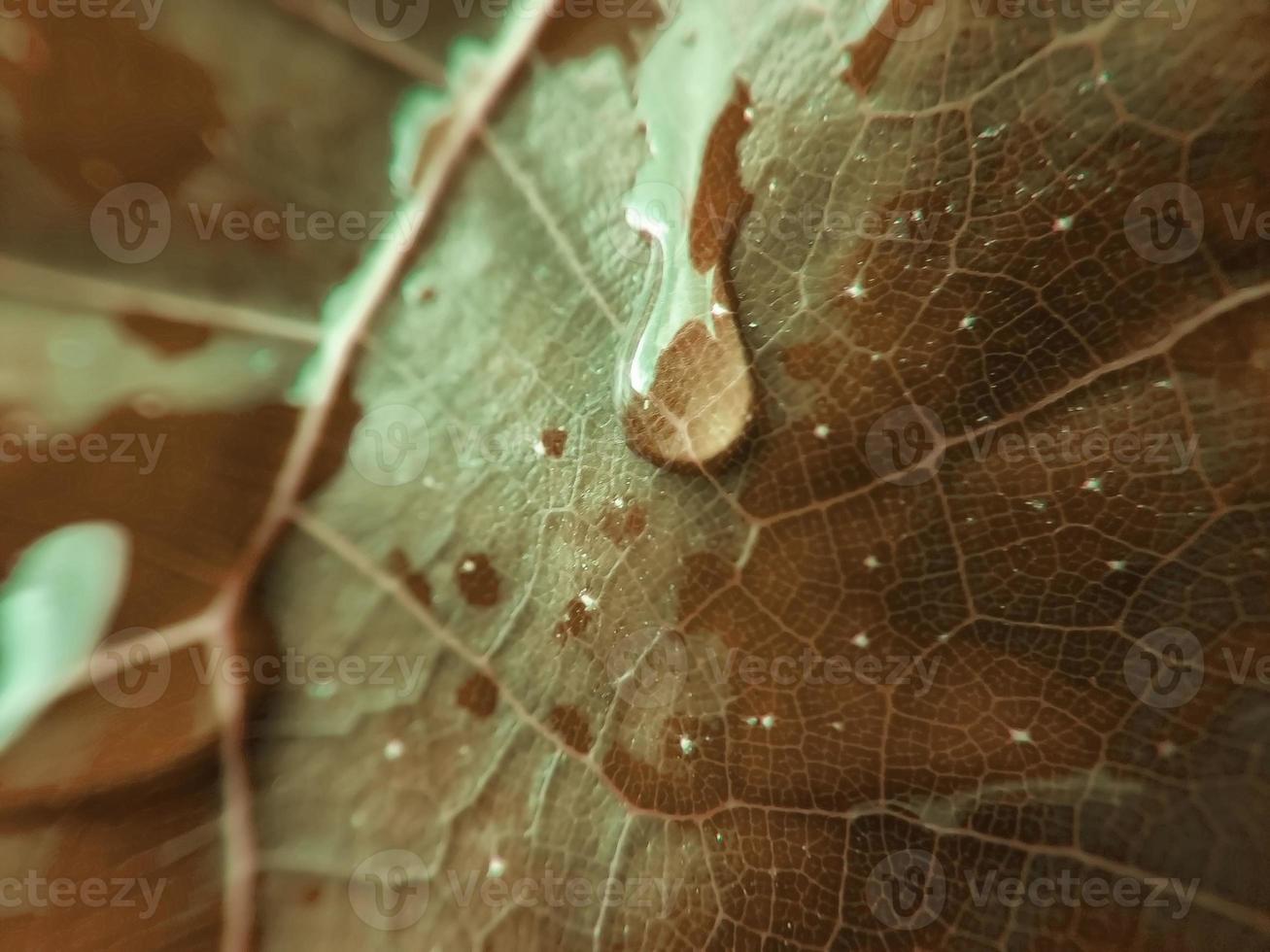 Colorful image of water drop on leaf. Macro photograph. Close up to object. photo