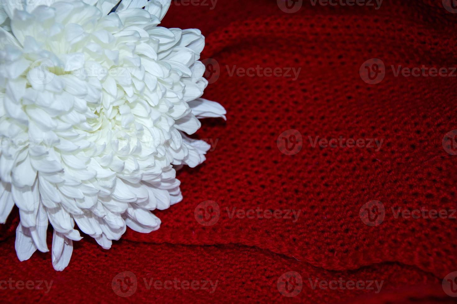 aster. flor de aster blanco sobre un fondo rojo. foto