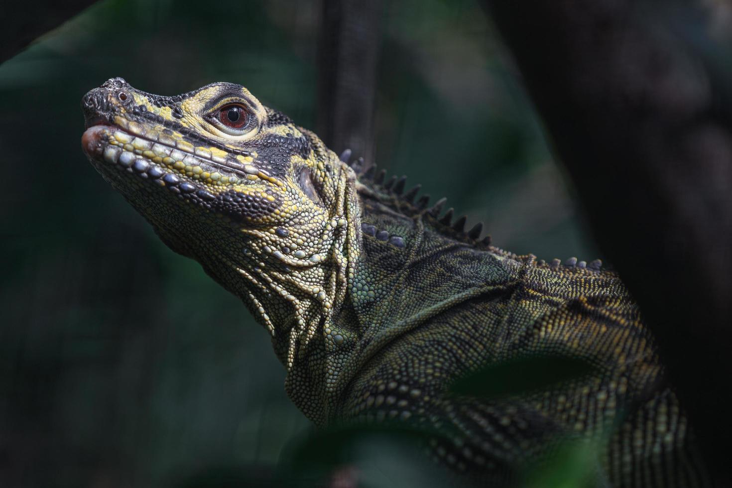 lagarto aleta vela filipina foto