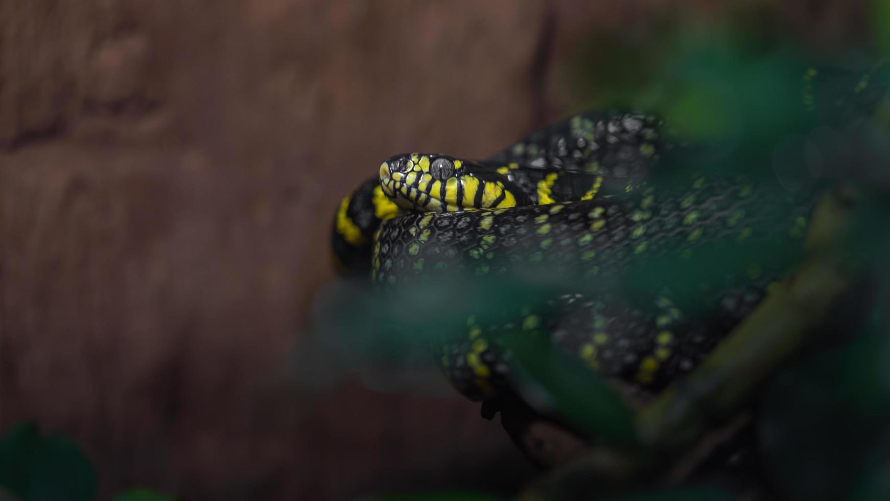 Gold-ringed cat snake photo