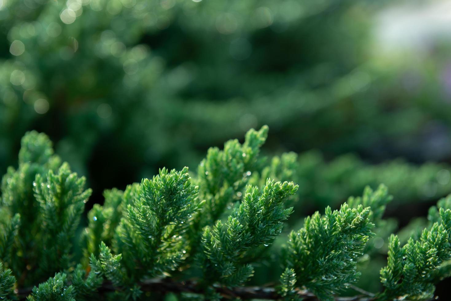 Nature of green leaf photo