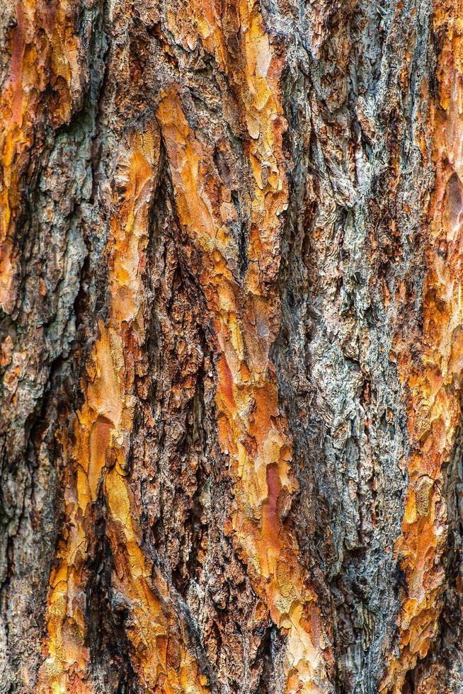 Detalle de un tronco de alerce foto