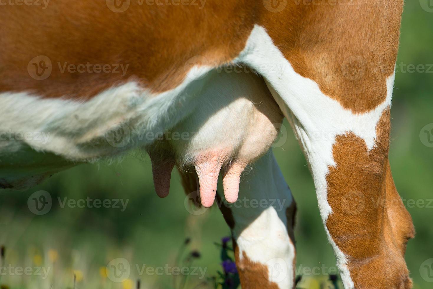 Cow breasts before milking on the Italian Alps photo