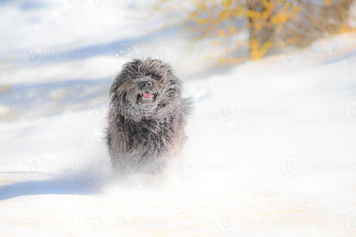 Furry black dog runs in the first snowfall photo