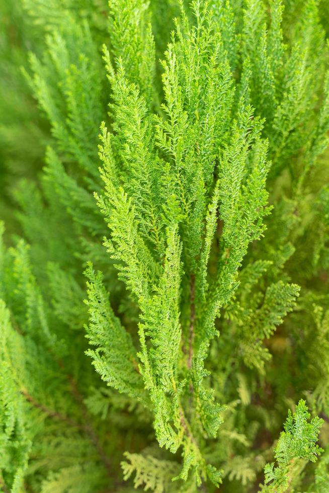 Green prickly branches of a fur-tree or pine for background. photo