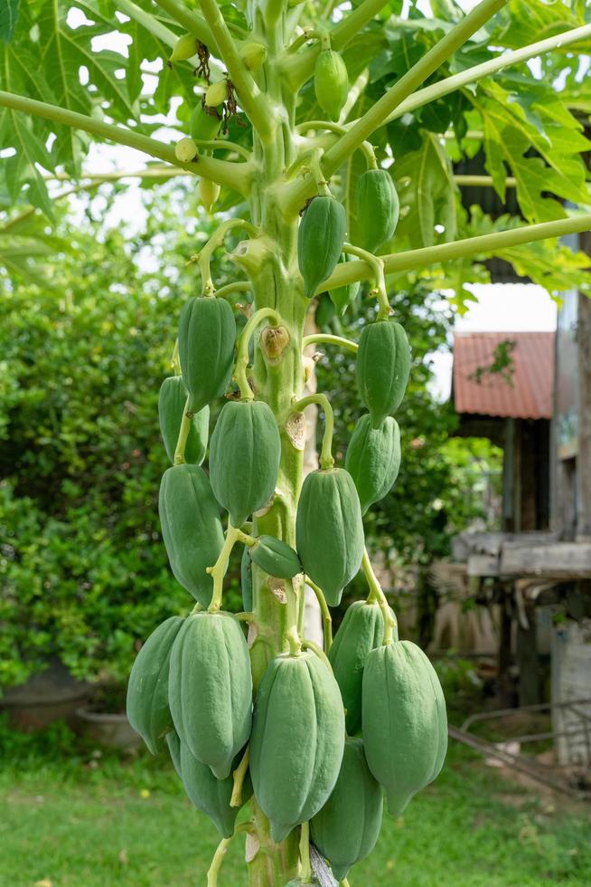 Papaya fruit on papaya tree in backyard. photo