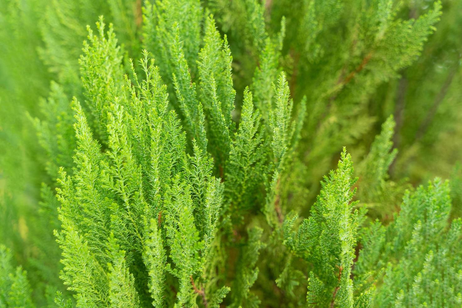 Green prickly branches of a fur-tree or pine for background. photo