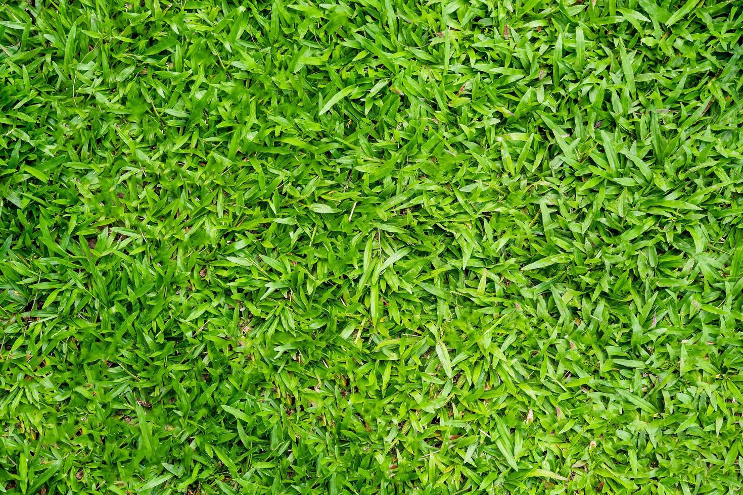 Green grass texture for background. Green lawn pattern and texture background. photo