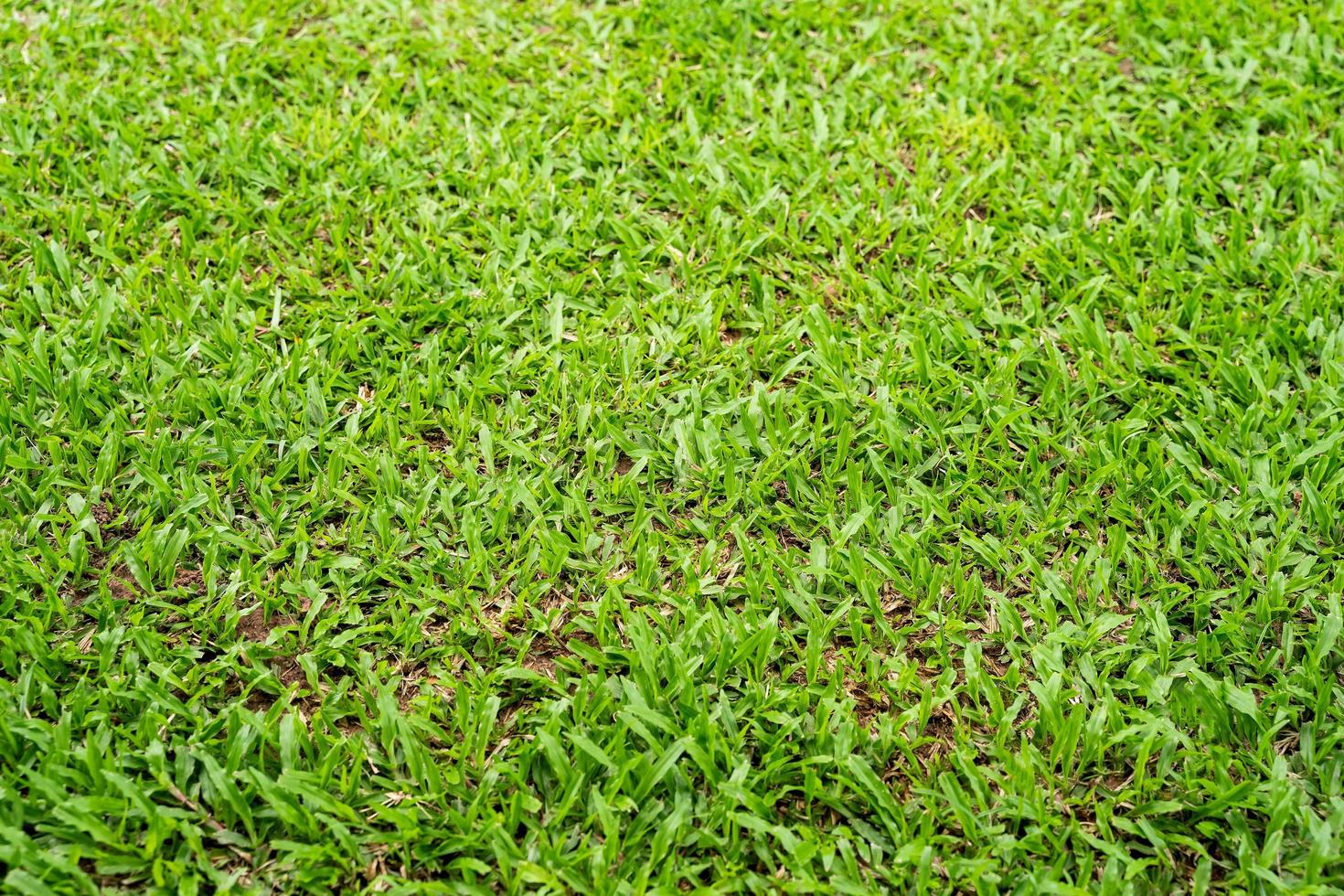 Green grass texture for background. Green lawn pattern and texture background. photo