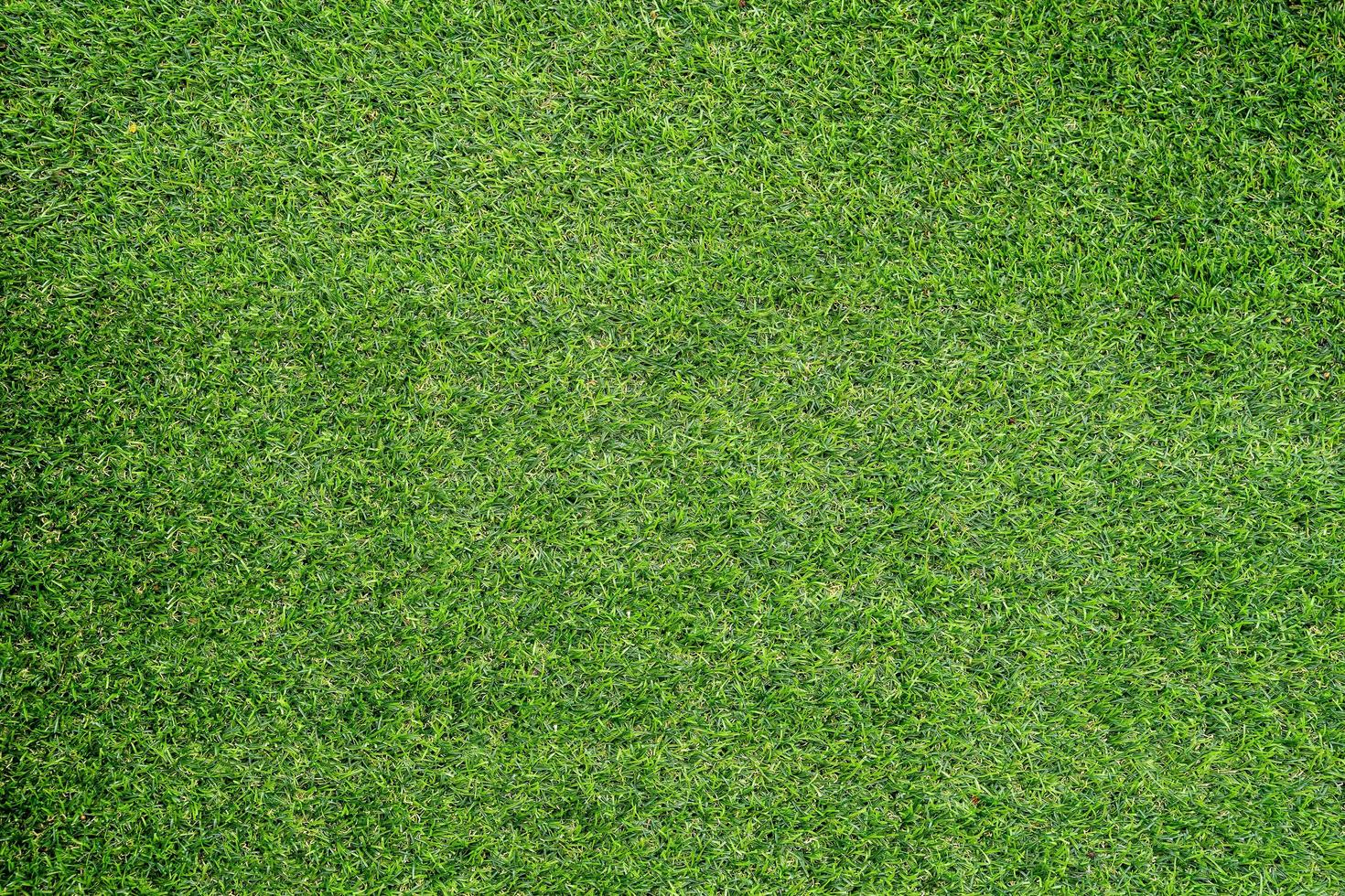 Green grass texture for background. Green lawn pattern and texture background. photo