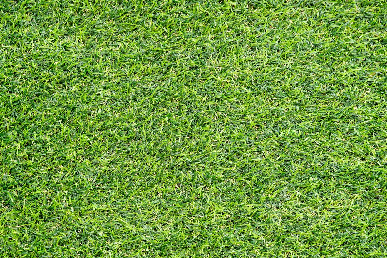 Green grass texture for background. Green lawn pattern and texture background. photo