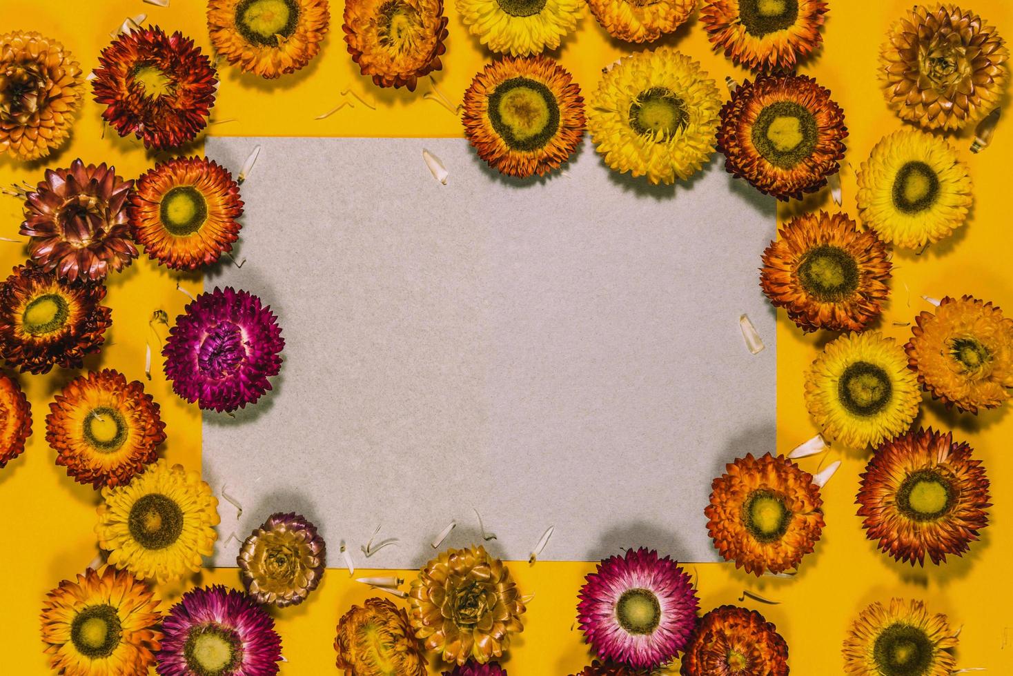 Top view concept of pastel yellow background Colorful flowers Helichrysum bracteatum concept postcard. photo