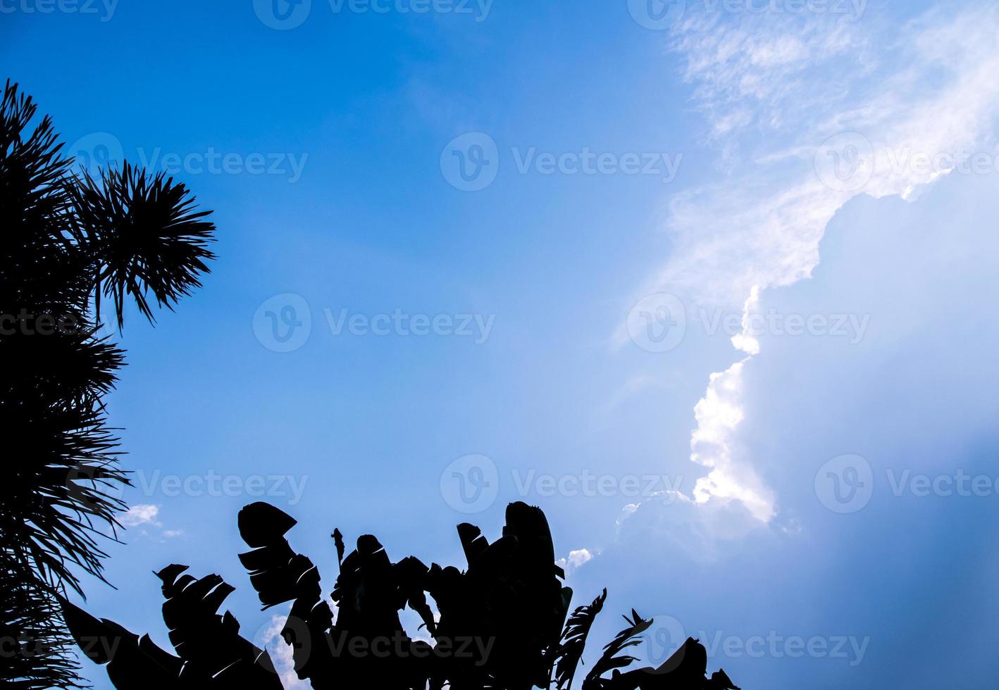Silhouette tree and the clouds in blue sky photo