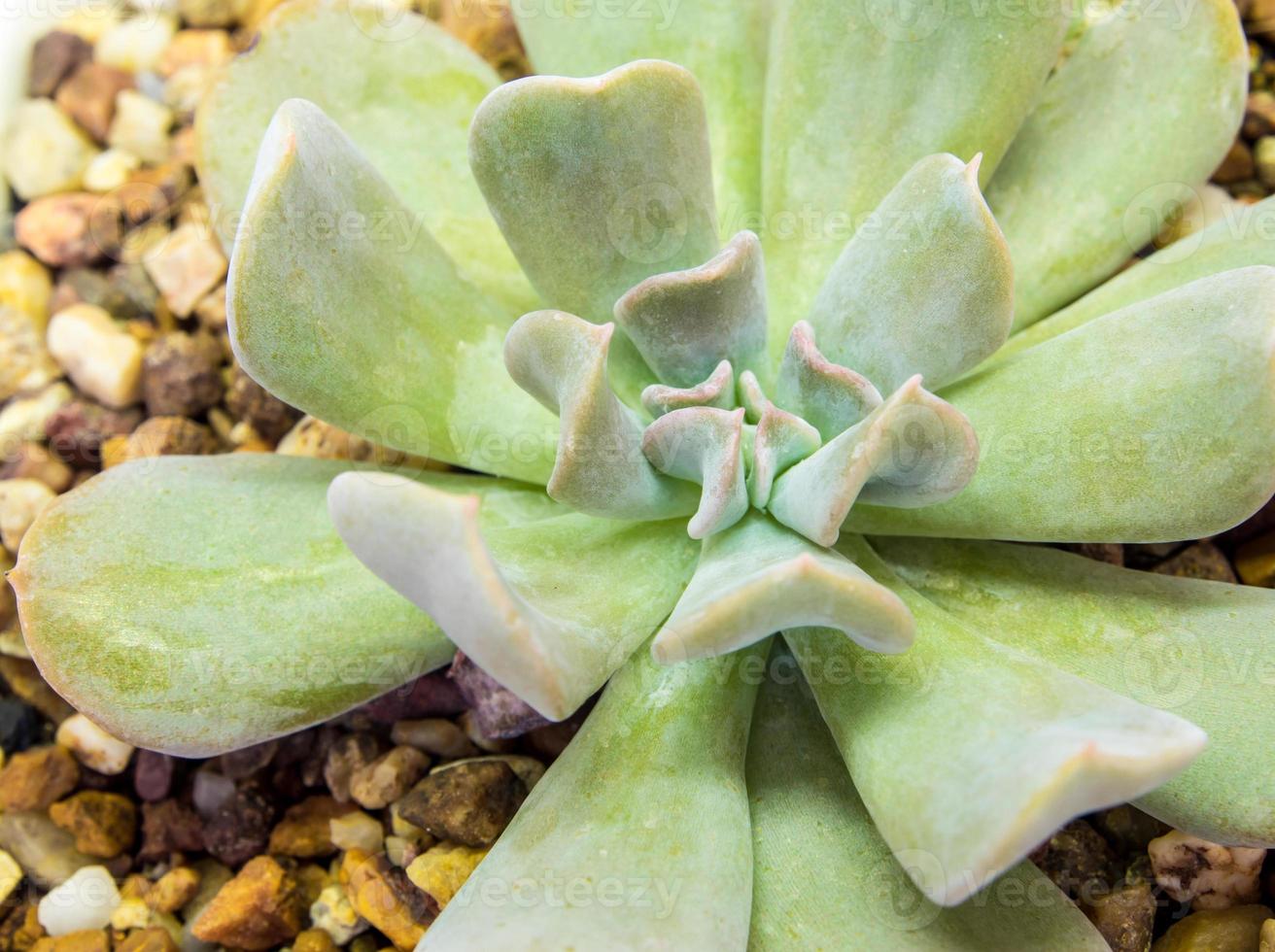 Succulent plant close-up fresh leaves detail of Echeveria Topsy Turvy photo