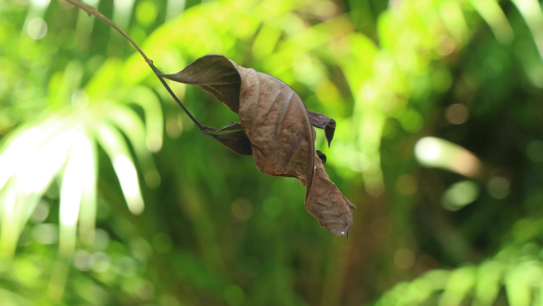 dry leaf with bokeh background photo