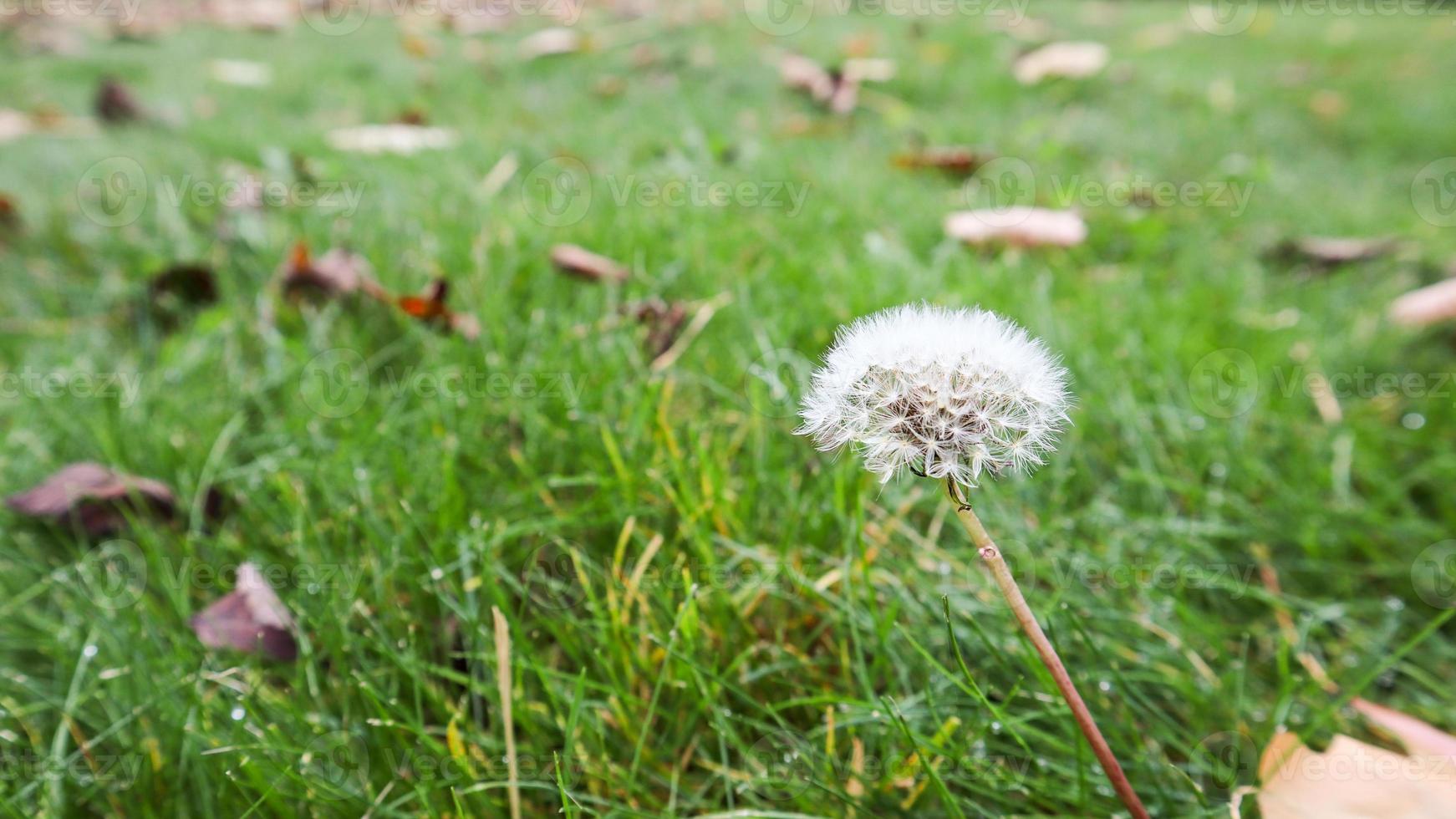 One ripe dandelion in the fall with a pleasant background of warm daylight on a green lawn. Spore dandelion in the autumn forest on the grass on a fall day photo