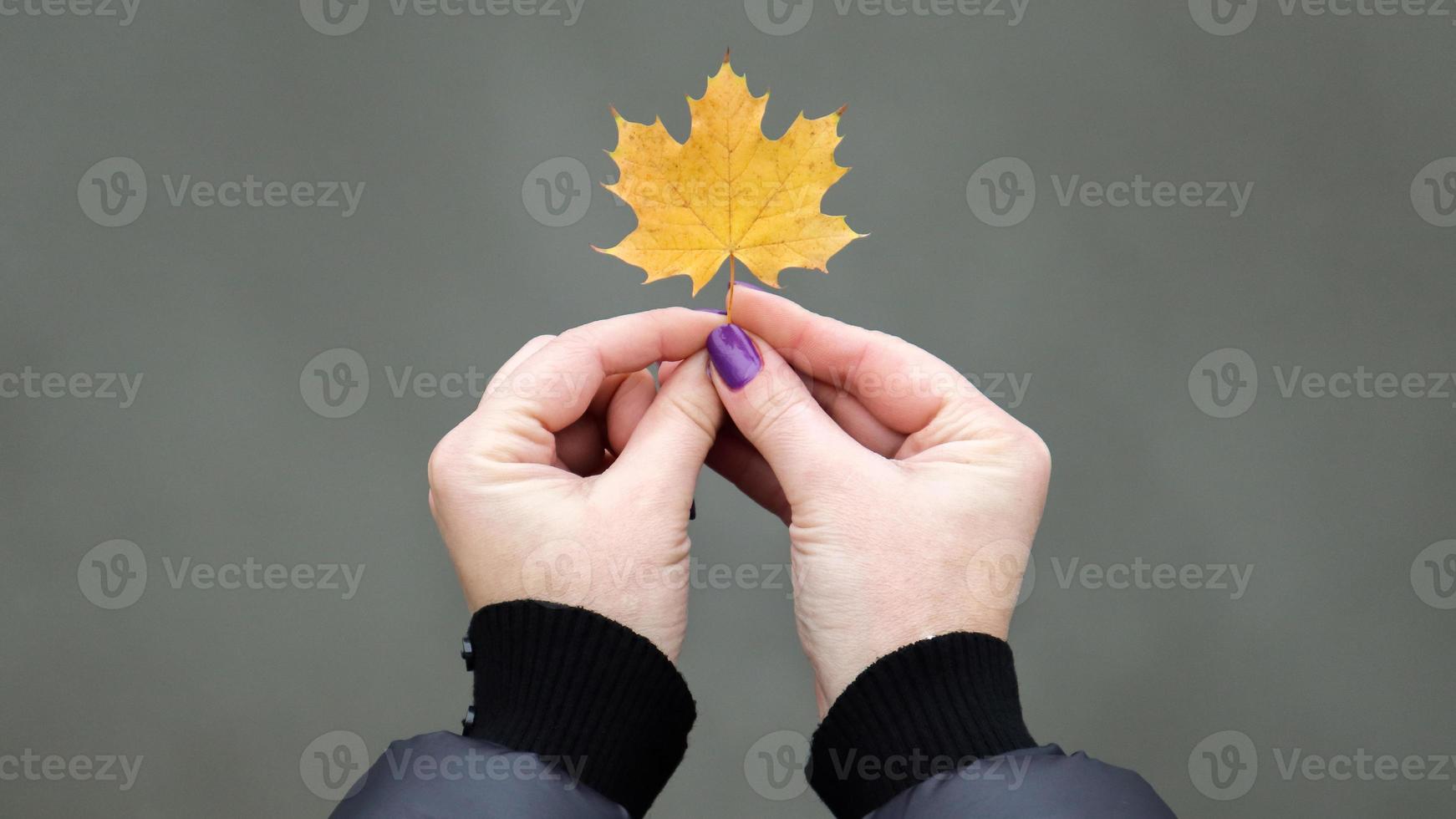 Yellow maple leaf in hand with nature in background. Colorful maple leaf. Useful as seasonal autumn background. The girl is holding a maple leaf in her hand. Autumn concept. photo
