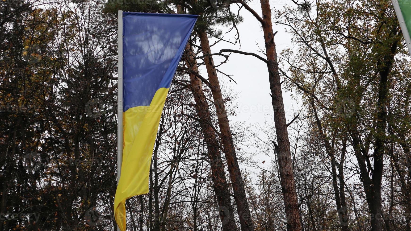 Ukrainian flag waving on the masts in a forest park. The wind blows and the flag flies in the air. In the background beautiful tall trees photo