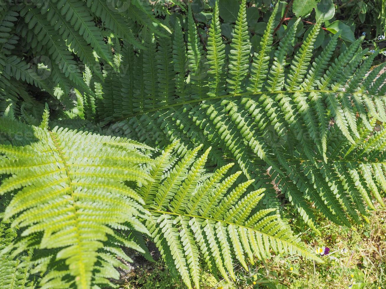 green fern plant leaves photo