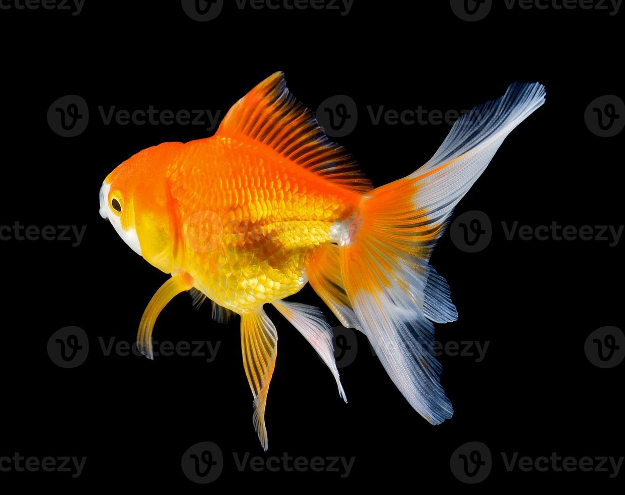 gold fish on black background photo