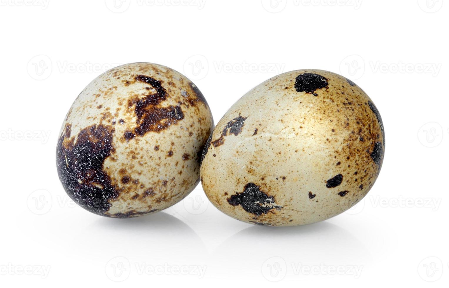 quail eggs isolated on white background photo