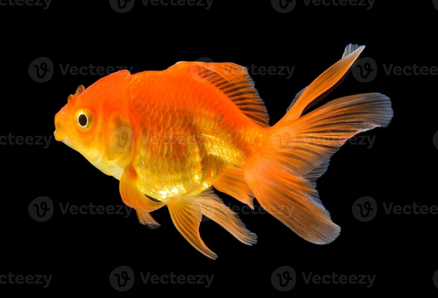 gold fish on black photo