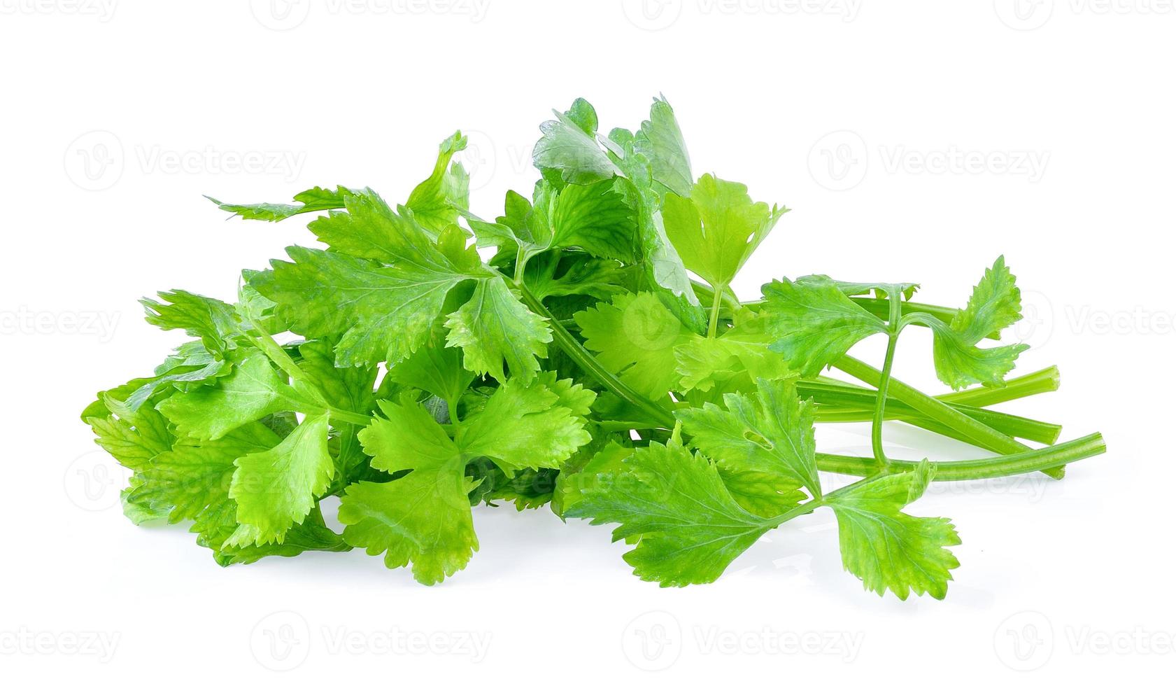 celery on white background photo