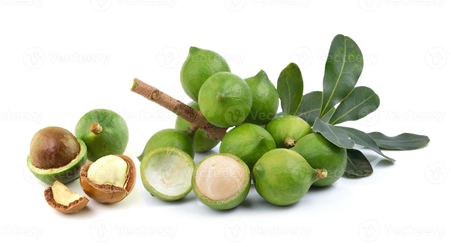 fresh macadamia nut on white background photo