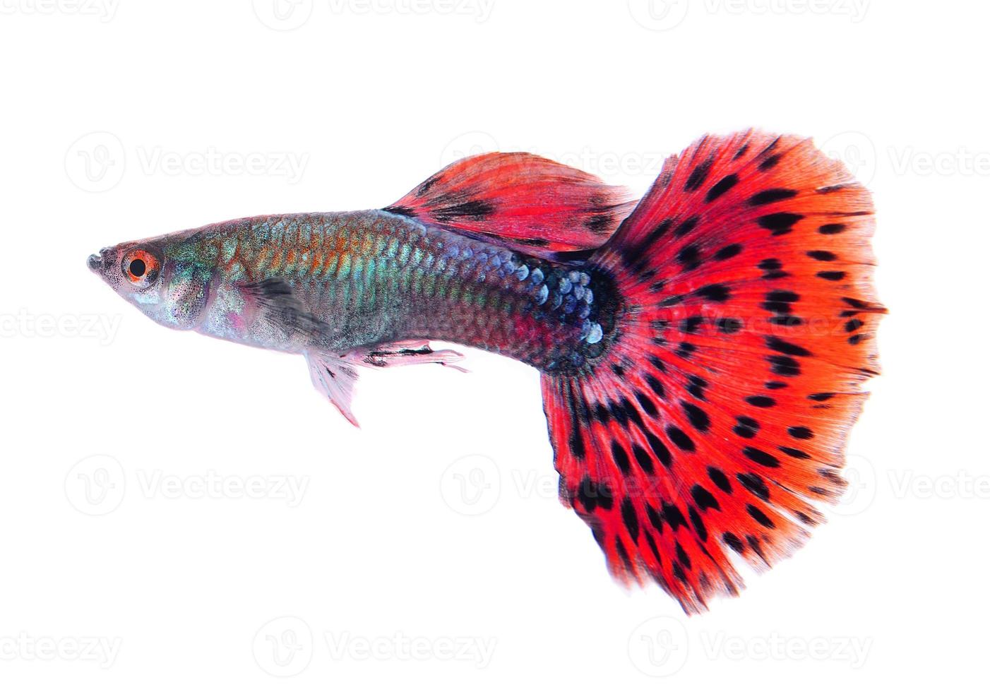 guppy fish isolated on white background photo