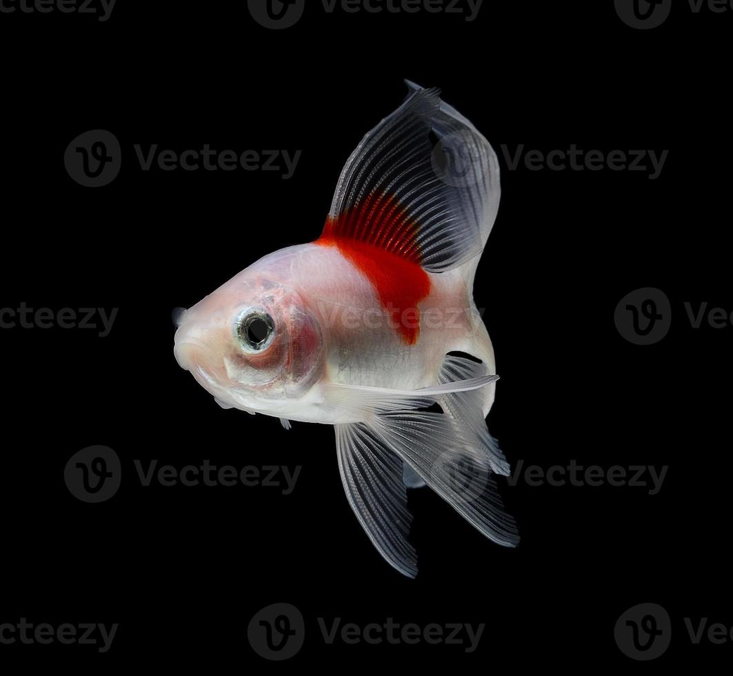 Comet Goldfish Isolated on black  Background photo